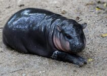 Découvrez le Bébé Hippopotame Nain Qui Fait Un Buzz Viral