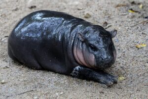 Découvrez le Bébé Hippopotame Nain Qui Fait Un Buzz Viral