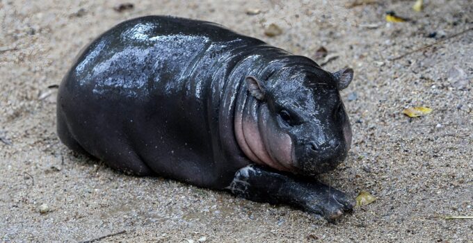 Découvrez le Bébé Hippopotame Nain Qui Fait Un Buzz Viral