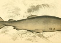 Longévité et endurance du requin du Groenland: une étude fascinante