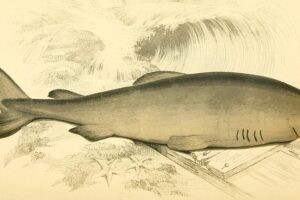 Longévité et endurance du requin du Groenland: une étude fascinante